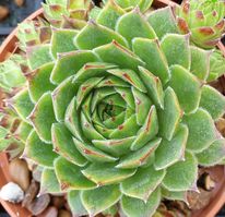 Sempervivum  'Bernstein'
